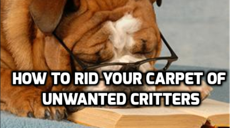 Cats, Dogs, Carpets and Fleas – How to Rid Your Carpet of Unwanted Critters