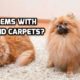 Household Pets and Carpeting – Helping them ‘Get Along’