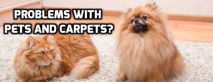 Household Pets and Carpeting – Helping them ‘Get Along’