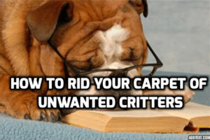 Cats, Dogs, Carpets and Fleas – How to Rid Your Carpet of Unwanted Critters