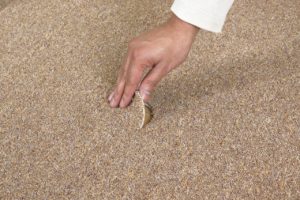 Tell Tale Signs It’s Time to Replace Your Old Carpet